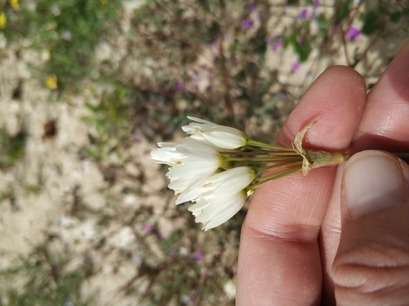 שום דרומי  צולם על ידי מרב לבל 