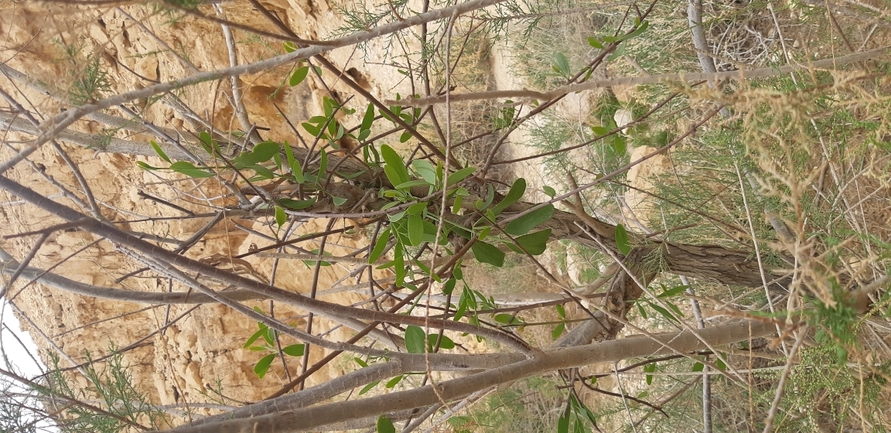 ציצן קצר  צולם על ידי אסף צוער 