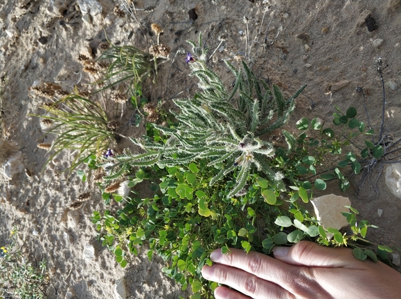 לשון-שור נגבית  צולם על ידי מרב לבל 