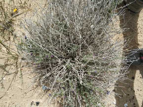 לשון-שור נגבית  צולם על ידי מרב לבל 