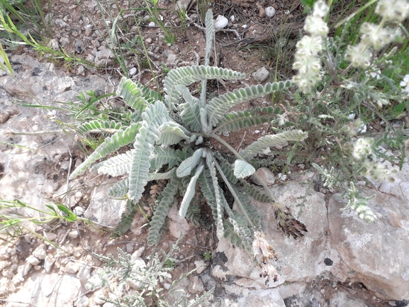 קדד נאה  צולם על ידי הילה גיל 