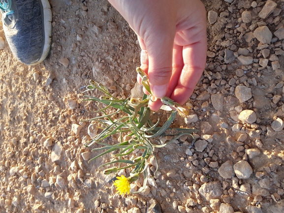 הרדופנין נמוך  צולם על ידי גל וין 