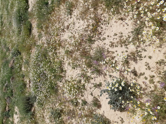 זקן-תיש מדברי  צולם על ידי גל וין 