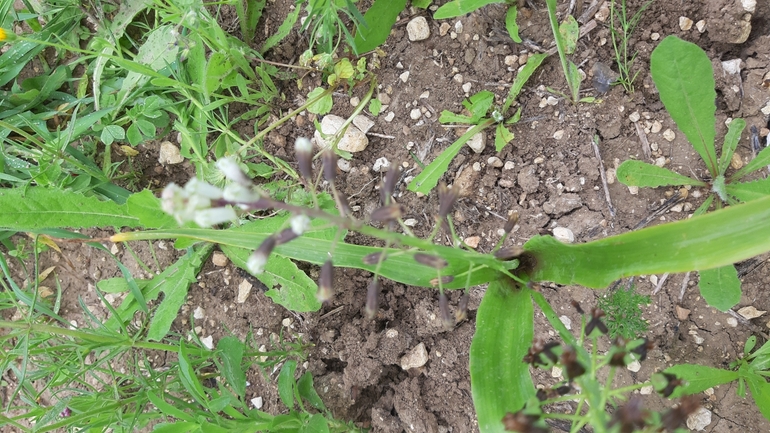 Narrow-leaved Mossy Stonecrop  photographed by עופרה פרידמן 