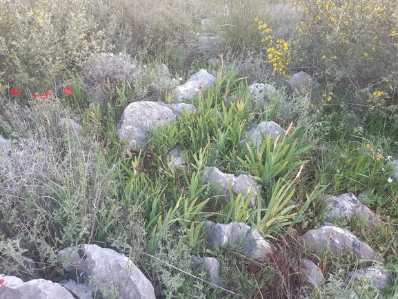 אירוס נצרתי  צולם על ידי שי קורן 