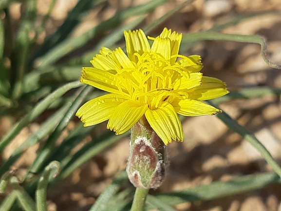 הרדופנין נמוך  צולם על ידי ידידיה שמואל 