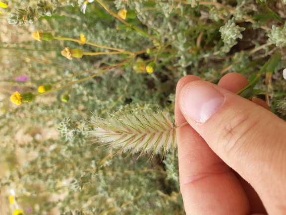 עפרון מרוחק  צולם על ידי גל וין 