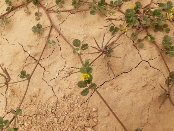 גרגרנית מאוצבעת  צולם על ידי גל וין 