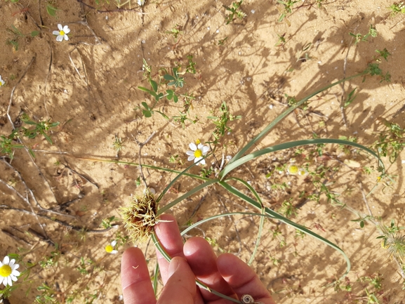 אירוס הגלבוע  צולם על ידי גל וין 