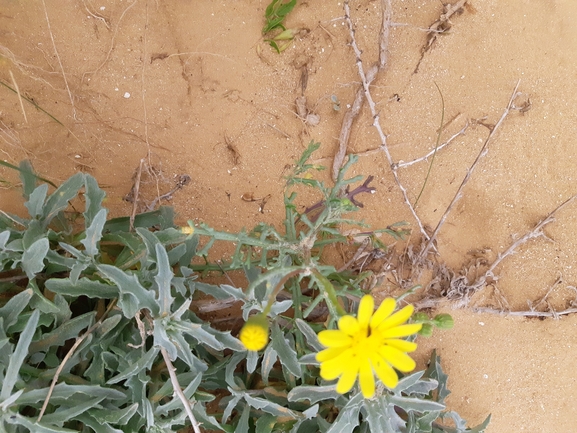 אירוס הגלבוע  צולם על ידי גל וין 