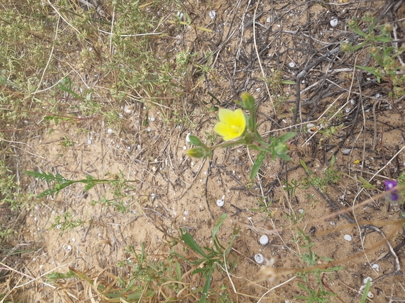 אירוס הגלבוע  צולם על ידי גל וין 