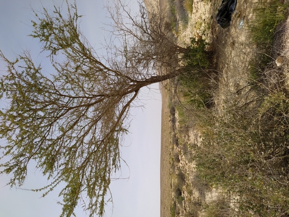 שקד רמון  צולם על ידי תומר מזרחי 