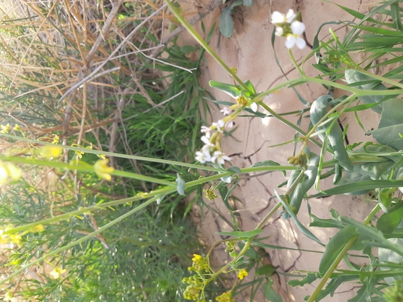 איסטיס קטן-פרי  צולם על ידי גל וין 