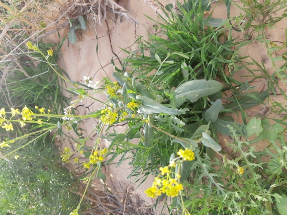 איסטיס קטן-פרי  צולם על ידי גל וין 