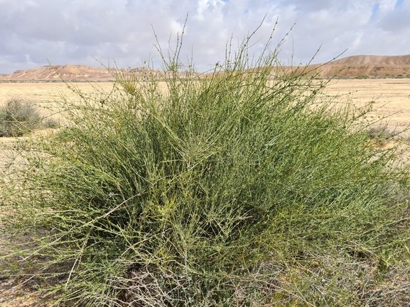 אירוס הגלבוע  צולם על ידי דורון ניסים 