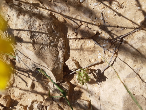 ולריינית מכונפת  צולם על ידי גל וין 