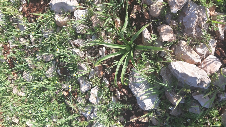 Schubert's Garlic, Tumble Garlic  photographed by עופרה פרידמן 