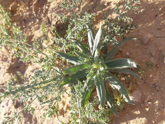 עקצוץ מזרחי  צולם על ידי גל וין 