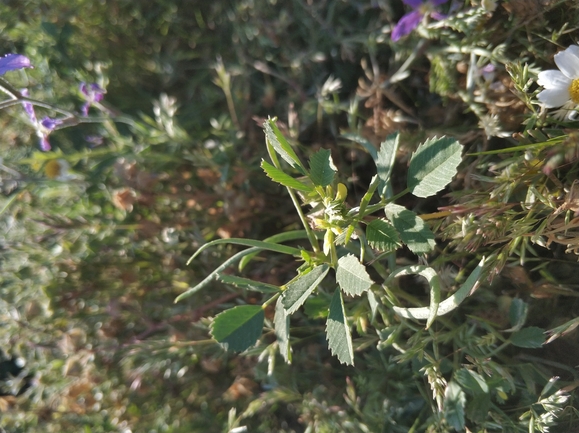 גרגרנית חד-פרחית  צולם על ידי מרב לבל 