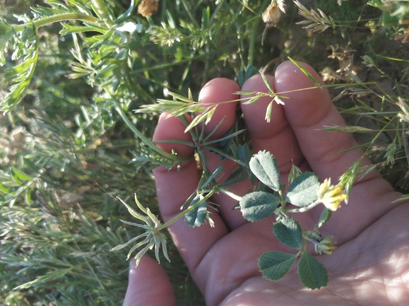 גרגרנית מאוצבעת  צולם על ידי מרב לבל 