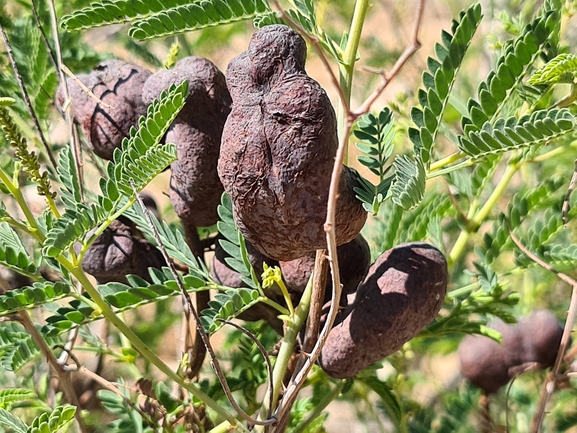 אירוס הגלבוע  צולם על ידי דורון ניסים 