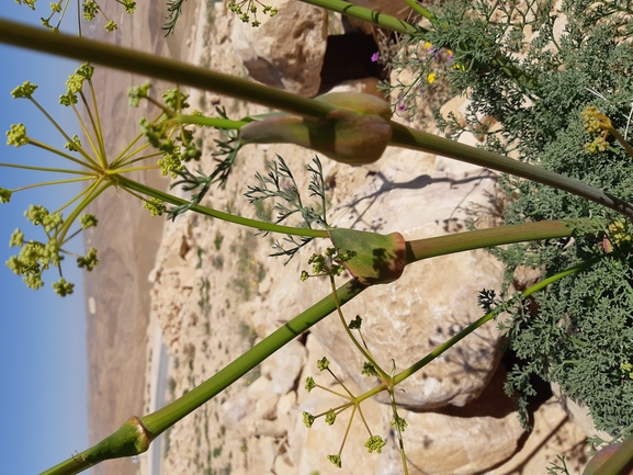 כלך דנין  צולם על ידי גל וין 