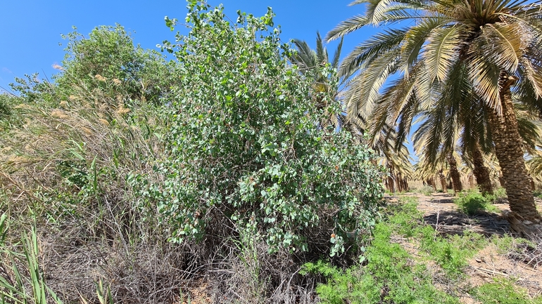 צפצפת הפרת  צולם על ידי דורון ניסים 