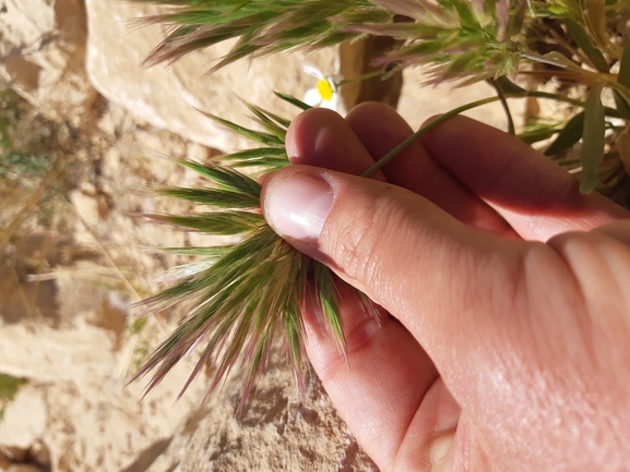 בואסיירה מצויצת  צולם על ידי גל וין 