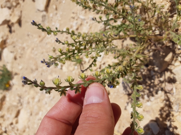 שניין קטן  צולם על ידי גל וין 