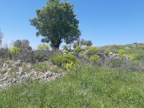 מורית קלוטה  צולם על ידי שי קורן 