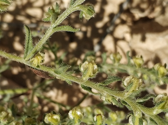 שניין קטן  צולם על ידי מרב לבל 