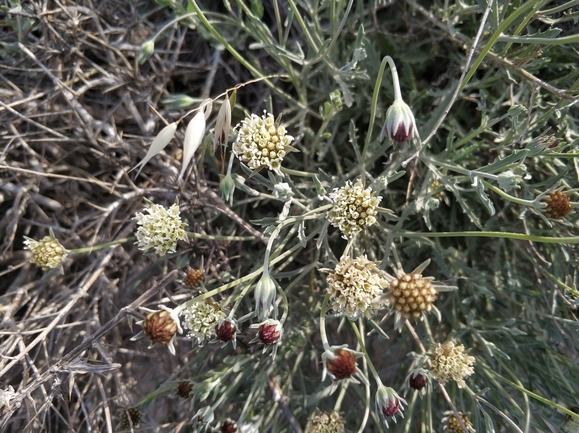 נוציץ המדבר  צולם על ידי מרב לבל 