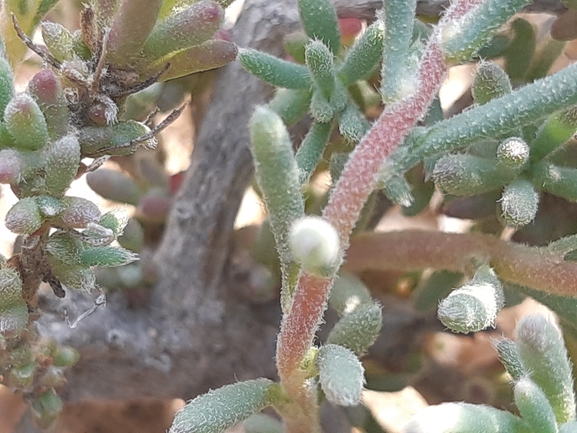 מלחית מזרחית  צולם על ידי ידידיה שמואל 