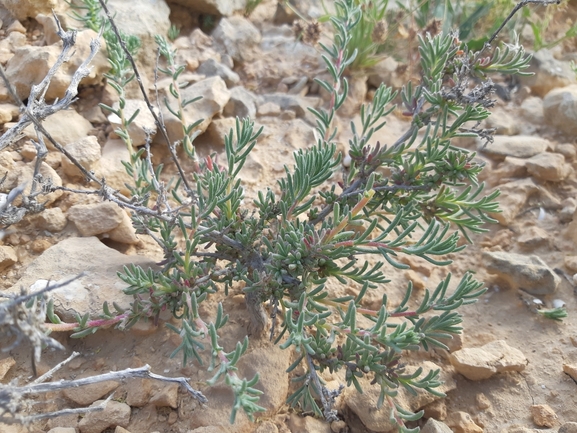 מלחית מזרחית  צולם על ידי ידידיה שמואל 