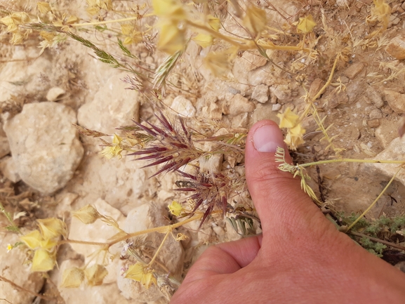 בואסיירה מצויצת  צולם על ידי גל וין 