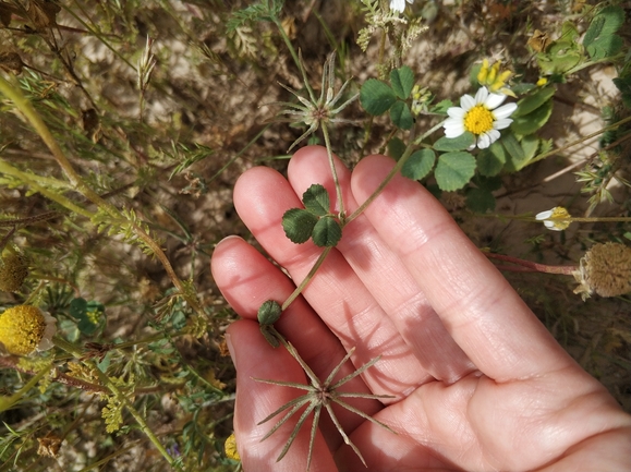 גרגרנית מאוצבעת  צולם על ידי מרב לבל 