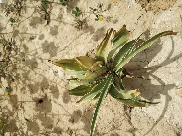 אירוס טוביה  צולם על ידי מרב לבל 