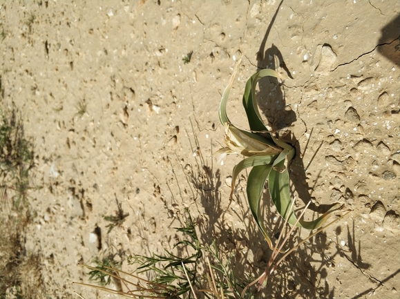 אירוס טוביה  צולם על ידי מרב לבל 