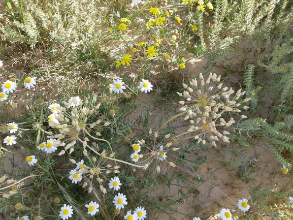 שום דרומי  צולם על ידי גל וין 