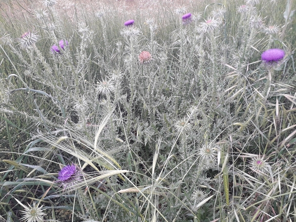 חוחן קרדני  צולם על ידי הילה גיל 