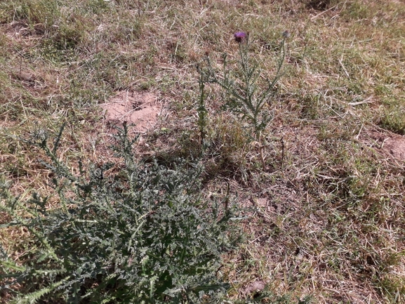 חוחן קרדני  צולם על ידי הילה גיל 