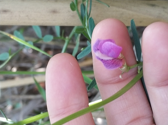 בקיית יזרעאל  צולם על ידי מרב לבל 