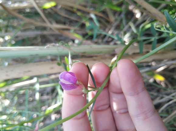 בקיית יזרעאל  צולם על ידי מרב לבל 