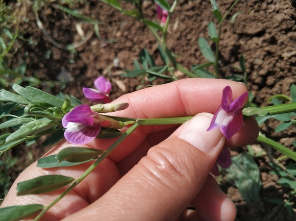 בקיית יזרעאל  צולם על ידי מרב לבל 