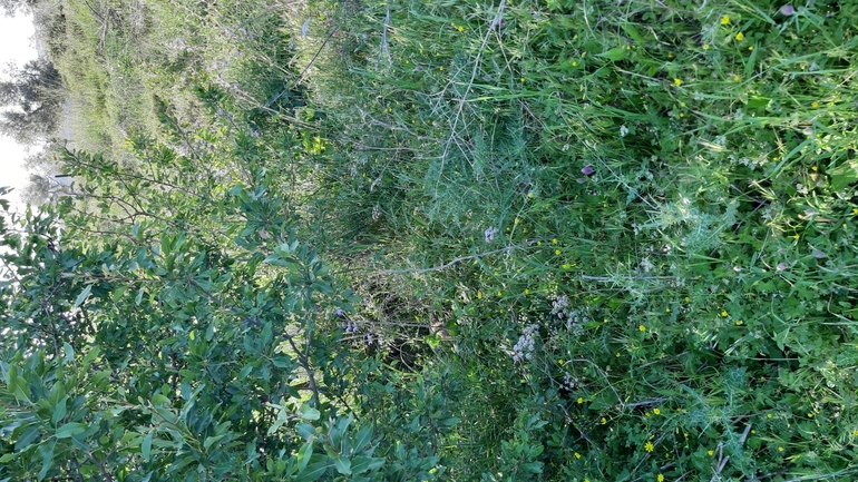 Indian Sage, Large-flowered Sage  photographed by עופרה פרידמן 