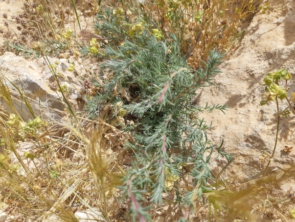 מלחית מזרחית  צולם על ידי ידידיה שמואל 