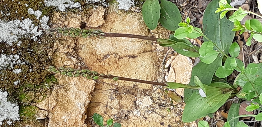 נאוטינאה תמימה  צולם על ידי יריב מליחי 