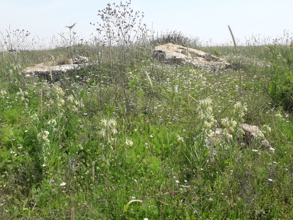 סומקן ענקי  צולם על ידי הילה גיל 