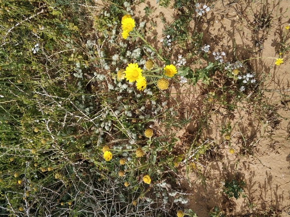 חרצית דביקה  צולם על ידי מרב לבל 