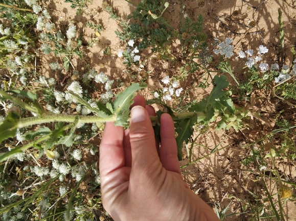 חרצית דביקה  צולם על ידי מרב לבל 